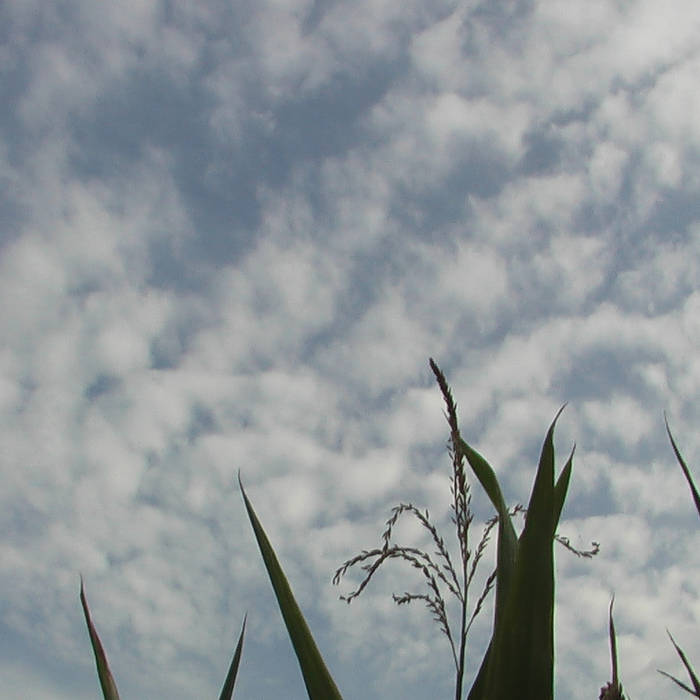 low frequency violence