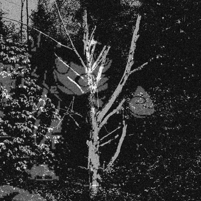 Creepy Forest Haunts Looking For Blood