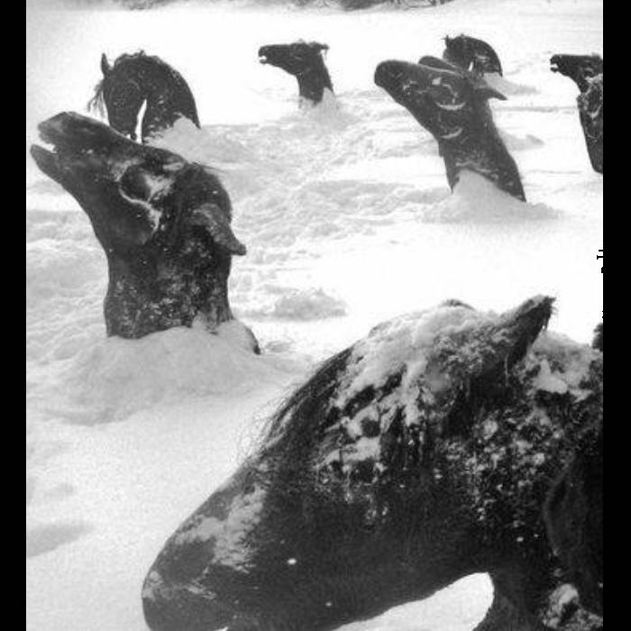 king of the gold age