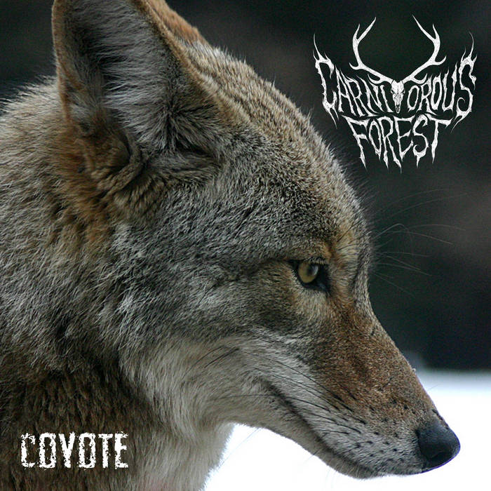 Coyote