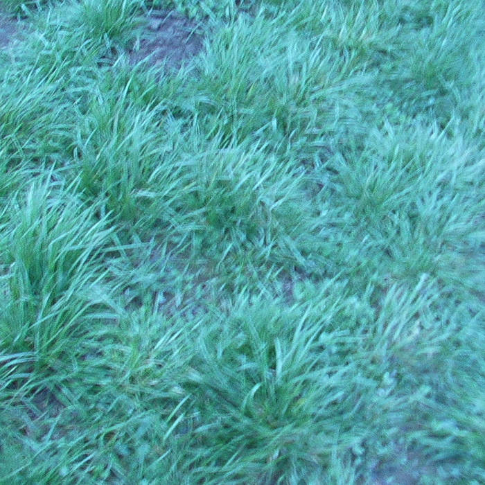 wild boy / white boy