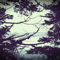 II
