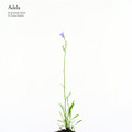 Adela
