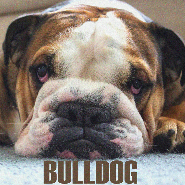 BULLDOG