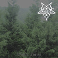 Winter Forest