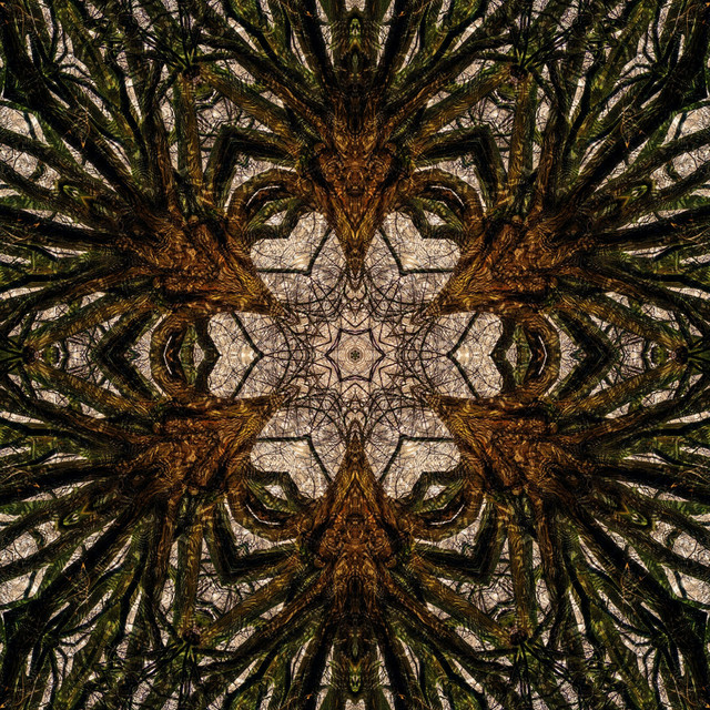 Ambient Works, Vol. 1: Dark Forest