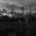 The Strange Demeanor of Solitude (Alternate Version)