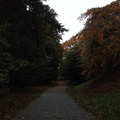 Dog Path Blues