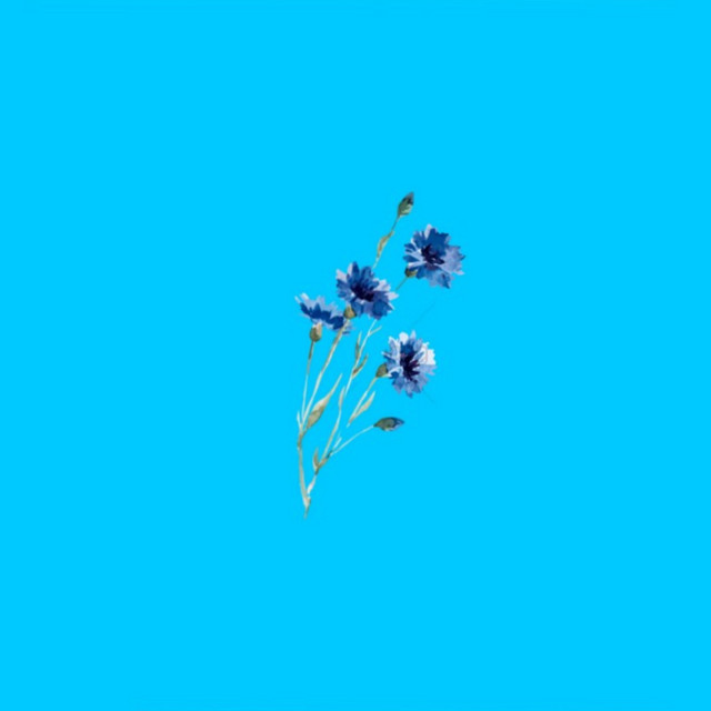Flores de Papel