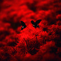 Red Heaven